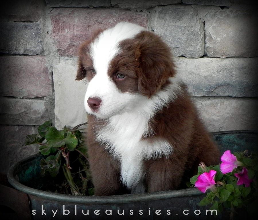 Australian Shepherd Eye Color Chart