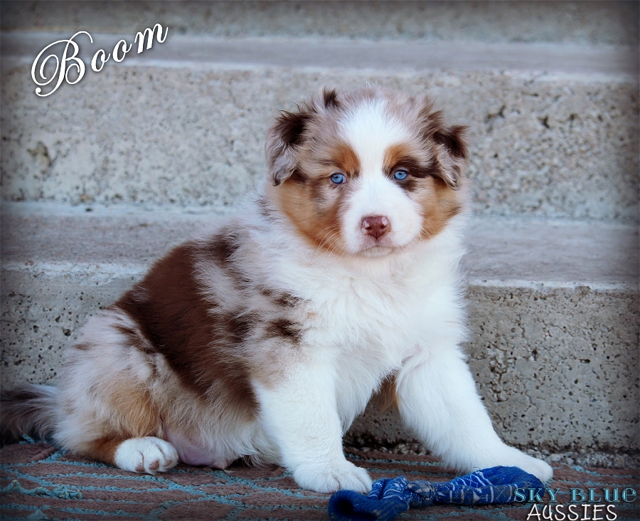 Australian Shepherd Eye Color Chart