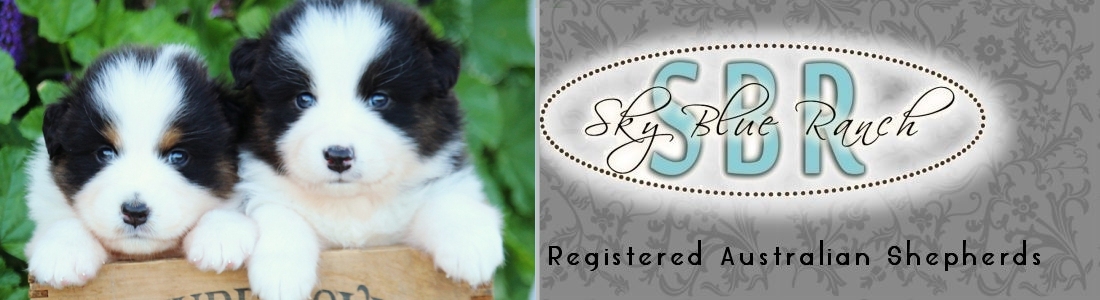 Australian Shepherd Puppies For Sale