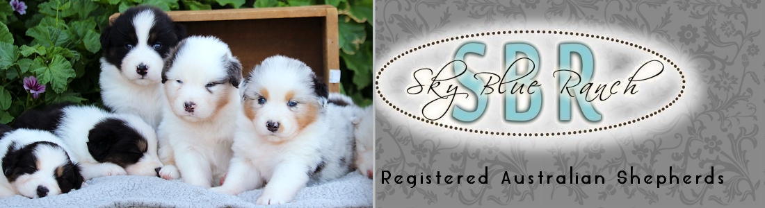 Australian Shepherd Puppies ForSale