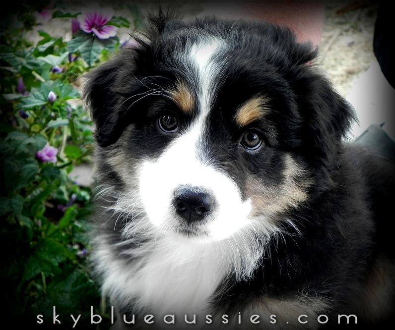 Black Tri Australian
Shepherd puppy