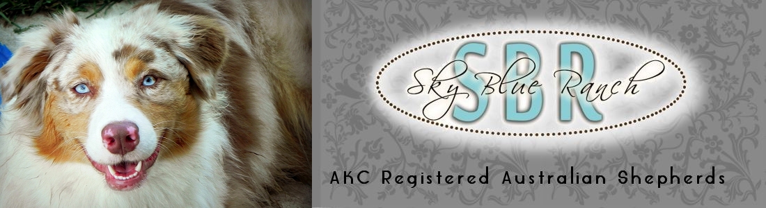 Australian Shepherd PuppiesForSale