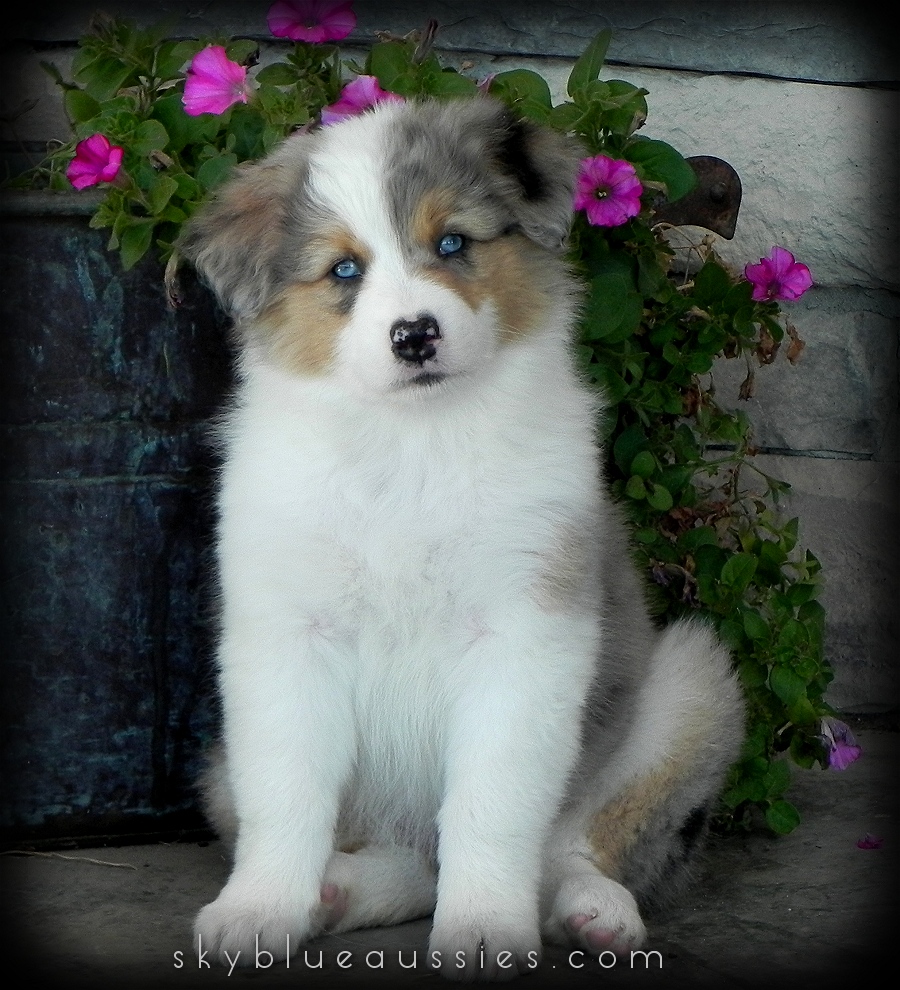 blue eyed tri australian shepherd