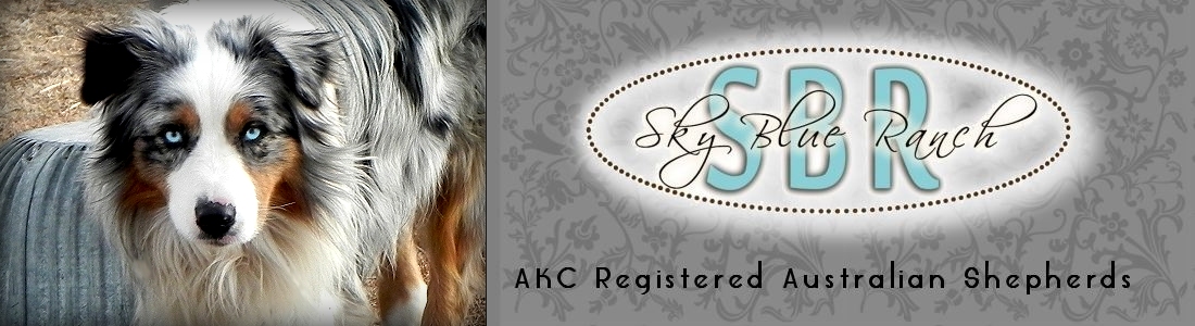 Australian Shepherd PuppiesForSale