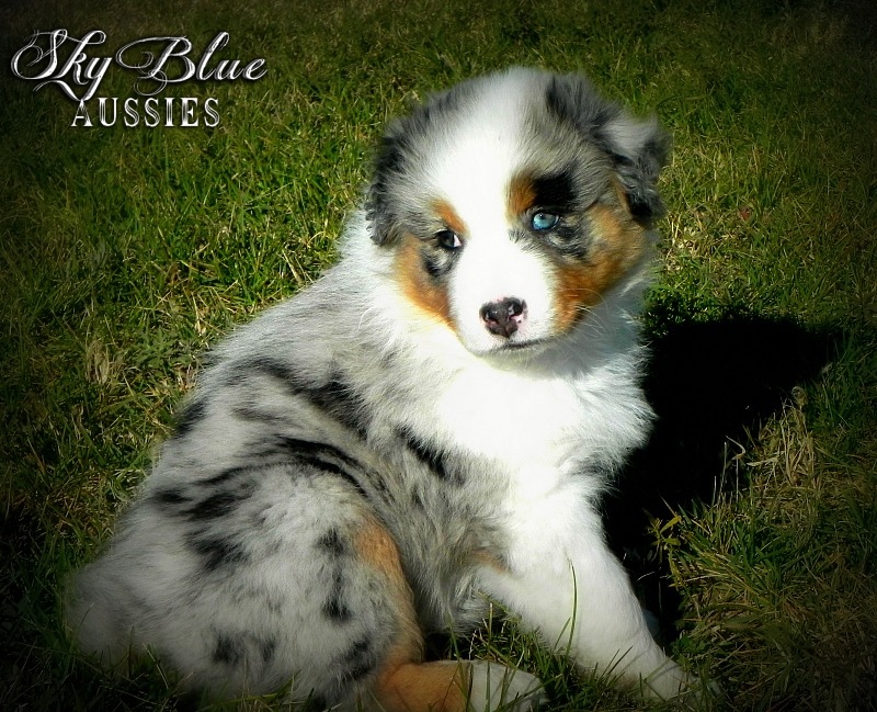 blue eyed australian shepherd puppies for sale