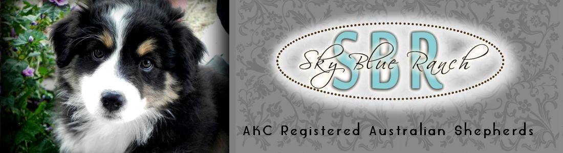 Australian Shepherd Puppies
ForSale