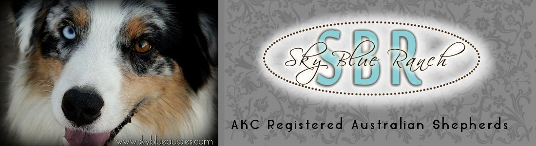 Australian Shepherd Puppies For
Sale