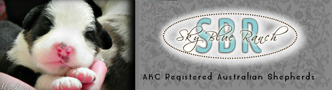 Australian Shepherd PuppiesForSale