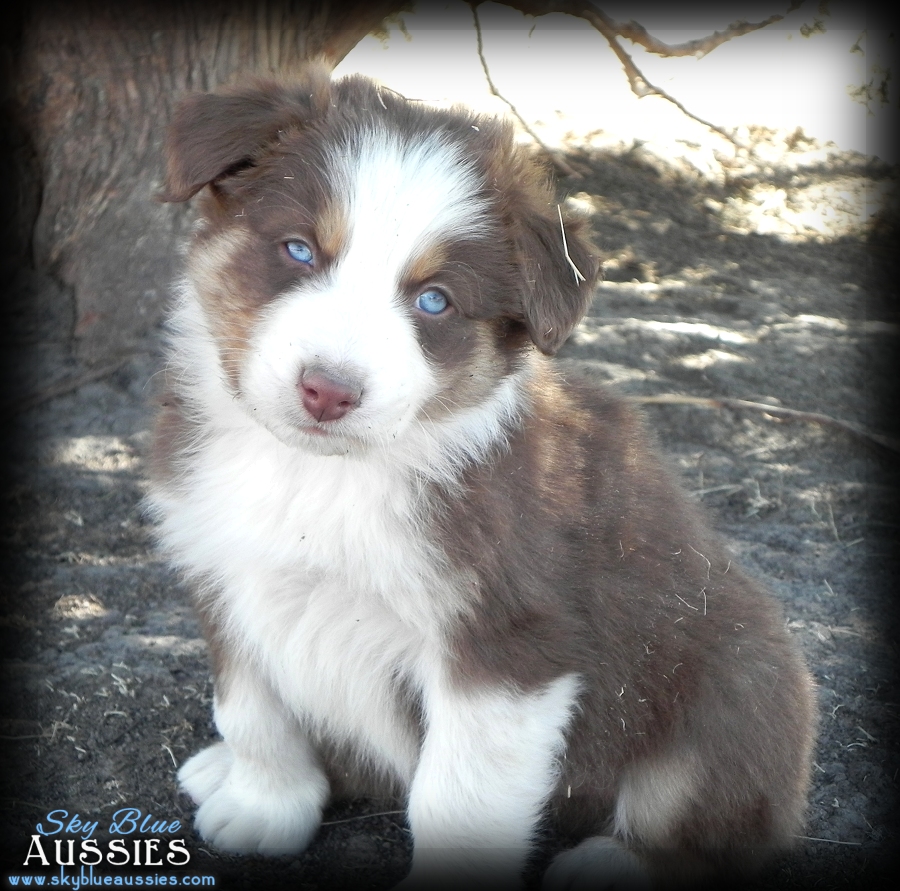 Red
MerleAussie Puppy