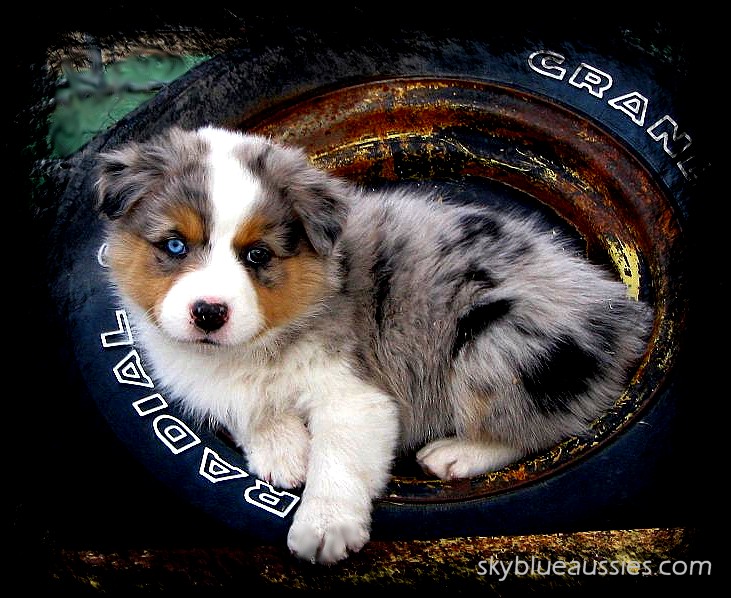 australian shepherds for sale near me