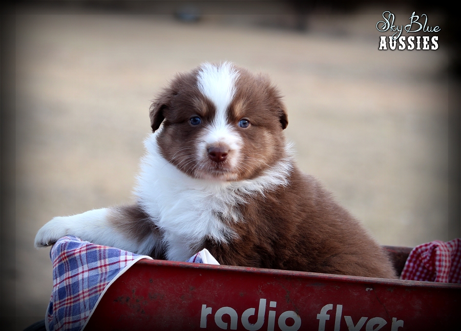 Case Faith Australian Shepherd Puppies For Sale