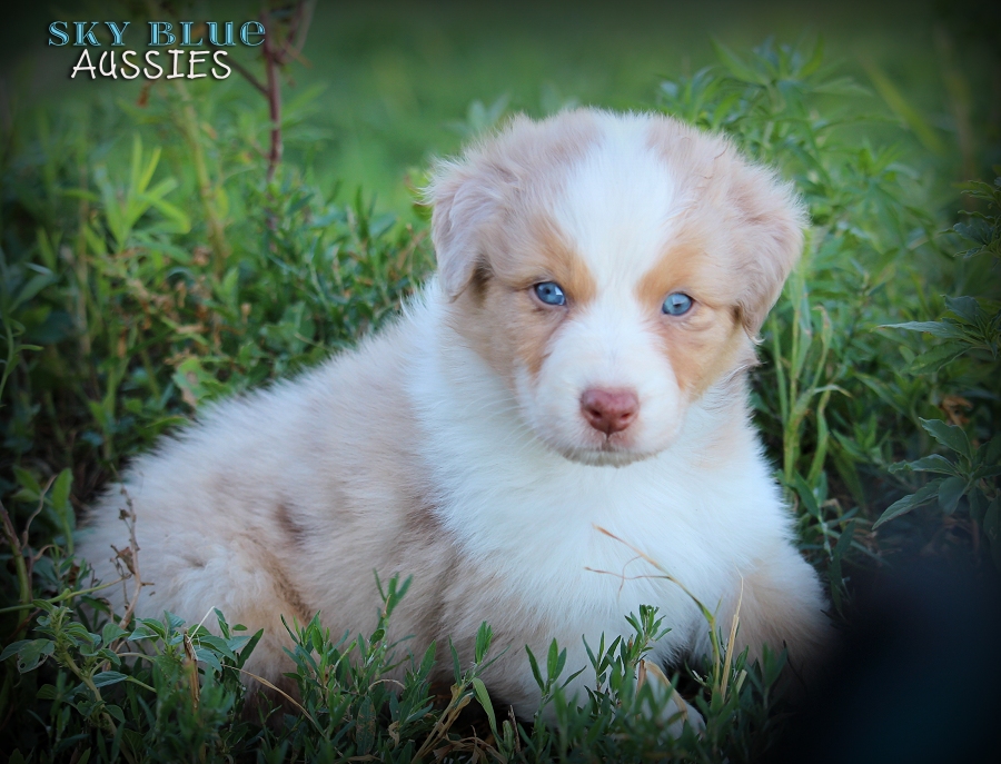 ACE KIMBER AKC Australian Shepherd Puppies For Sale