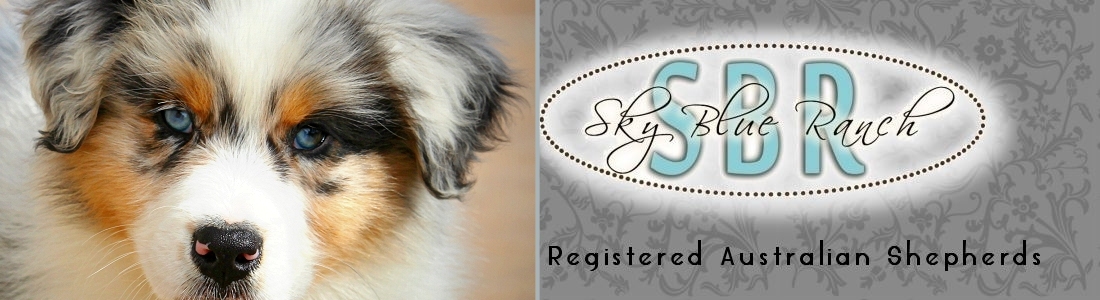 Australian Shepherd Puppies ForSale