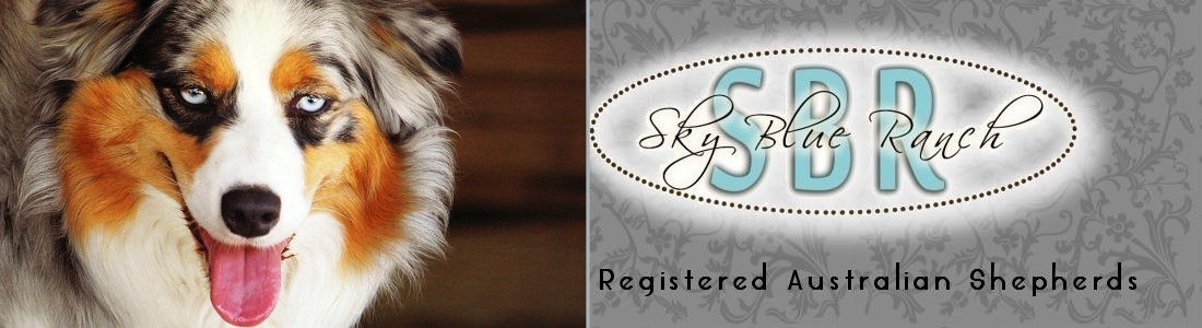 Australian Shepherd Puppies ForSale