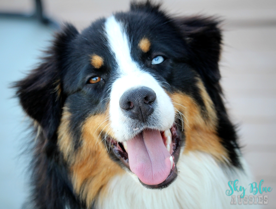 blue eyed tri australian shepherd