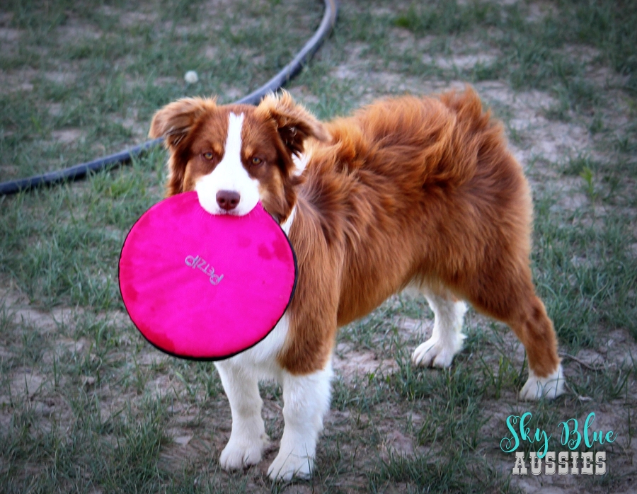 Petzip frisbee shop