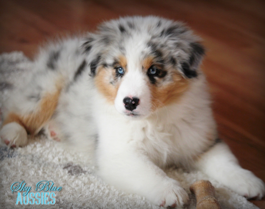 Sky blue hot sale aussies price