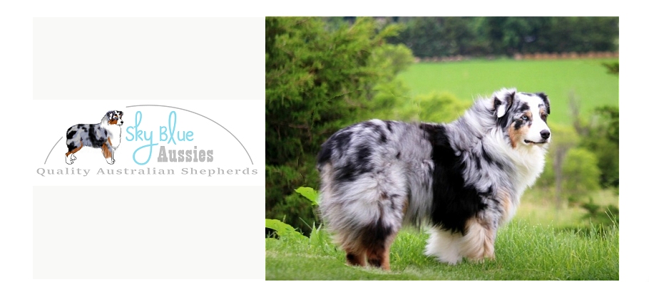 Australian Shepherd Puppies ForSale